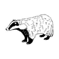 The omnivorous predator is a badger. vector