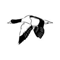 large duck shelduck sketch vector