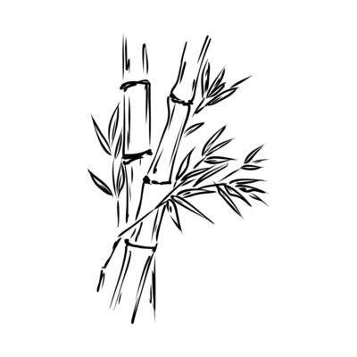 bamboo plant handmade sketch