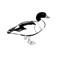 beautiful shelduck duck drawing vector