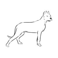 Strong dog Argentine Great Dane sketch vector