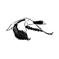 migratory bird shelduck sketch vector