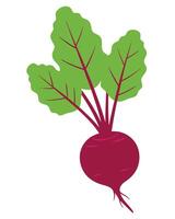 Bright Red Root Vegetable with Green Leaves Isolated on a White Background for Fresh Produce vector