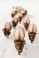 Herd of bison walk toward viewer in snowy white field. Animals move forward through open space. Winter scene shows many bison walking photo