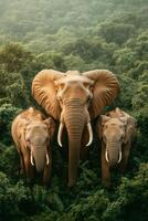 Three large elephants stand together. They are in the jungle. Tall green trees grow all around. The light is soft and natural. Close wildlife scene photo