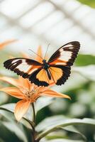 Tropical butterfly resting on a bright orange flower. Insect with black brown white wings is in a garden. Green leaves and bokeh background photo