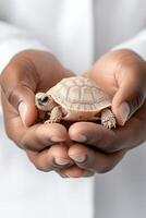 Small turtle rests gently within cupped hands. Dark skin holds the tortoise on a plain white background. Reptile care and animal protection shown photo