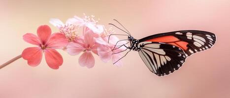 Butterfly drinks nectar from light pink flowers. The butterfly is black, white and orange. Soft background photo