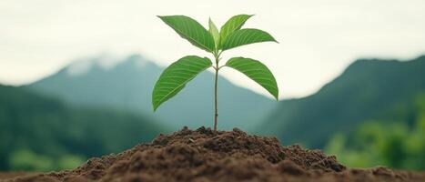 Small plant growing from dark soil. Green leaves sprout in nature. Mountains appear blurry in the background. New life concept. photo