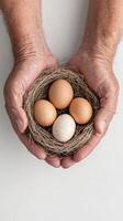 Hands holding bird nest with eggs. Light colored eggs of various colors inside a twig nest over a plain surface. photo