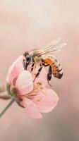 Close up of a bee on a delicate pink flower. The bee is gathering pollen. Soft pastel background with natural light showing details. photo