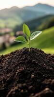 Small sprout growing from dark soil. Young plant with green leaves emerging in a countryside environment with hills and soft sunlight. photo