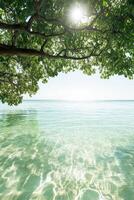 Sunlight shines through leaves over clear ocean water. Light patterns dance on the sandy ocean floor. Relaxing tropical scene with blue sky above. photo