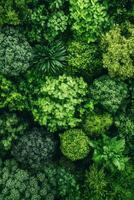 Vibrant layers of tropical foliage create a rich tapestry of greens, highlighting the diversity and beauty of a flourishing jungle ecosystem photo