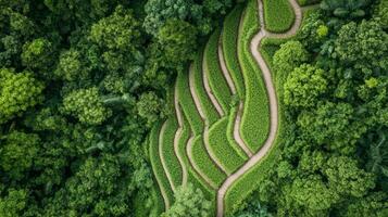 A breathtaking aerial perspective reveals terraced rice paddies weaving through dense, vibrant greenery of a tropical jungle, highlighting nature's stunning patterns photo