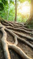 Winding roots create intricate patterns along a sunlit path, showcasing the natural beauty of a thriving tropical jungle atmosphere and biodiversity photo