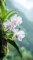 Delicate white orchids with pink accents gracefully bloom amidst vibrant greenery in a misty tropical rainforest setting, revealing nature's intricate beauty photo