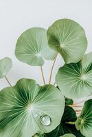 Lush green tropical leaves reveal stunning patterns and textures, glistening with water droplets, creating a fresh and invigorating atmosphere in nature photo