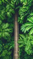 A stunning view from above showcases a wooden canopy walkway winding through the dense greenery of a tropical jungle, encouraging adventure amidst nature's beauty photo