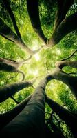 Sunlight filters through a dense canopy of tropical trees, creating a serene atmosphere in the jungle. This scene showcases nature's majestic beauty photo
