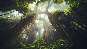 Exploring the serene beauty of a tropical jungle where towering trees create a stunning canopy, surrounded by vibrant ferns and soft morning mist photo