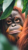 An orangutan gazes softly through a dense array of tropical leaves, capturing the beauty and tranquility of wildlife in its natural habitat photo