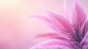 Close up of pink leaves. Detailed leaf veins with soft background. Beautiful pastel colors with gentle light and shadows. Natural beauty with shallow depth photo