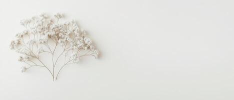 White tiny flowers with fragile stem forming networks arranged on a plain off-white background. Networks concept illustration photo