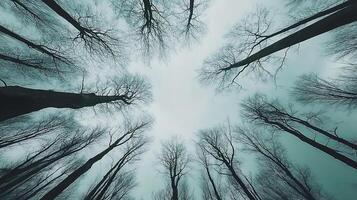 View of Bare Trees from Below with Sky Background photo