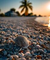 Shell resting on sandy beach at sunset near palm trees photo
