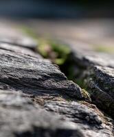 Close-up view of weathered wood with moss in natural setting photo