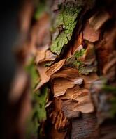 Detailed view of textured tree bark with green moss patches photo