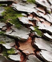Close-up view of textured tree bark with moss at daytime photo