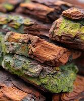 Wood pieces covered in vibrant moss and lichen textures photo