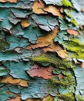 Detailed view of textured bark on a tree in nature photo
