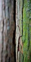 Close-up view of textured tree bark showing vibrant colors photo
