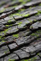 Nature displays intricate patterns on tree bark in detail photo