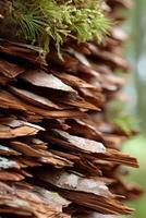 Texture of layered bark on a tree in a forest setting photo