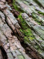 Detail of textured bark and vibrant green moss on wood photo