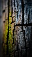 A close up of a tree with a crack in it photo
