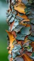 Close-up of peeling bark on tree trunk in natural setting photo