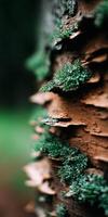 Close-up view of moss and fungi on tree bark in nature photo