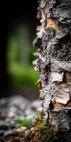Close-up of birch tree bark in forest during daytime photo