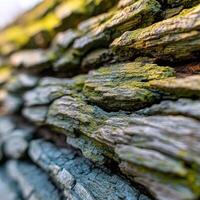 Textured bark of an old tree with vibrant moss growth photo
