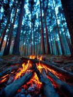 Campfire glowing in a dense forest during twilight photo