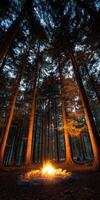 Evening campfire surrounded by tall trees in forest photo