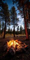 Campfire glowing amidst tall trees under night sky photo