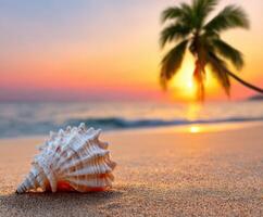 Beautiful seashell on sandy beach at sunset with palm tree silhouette photo