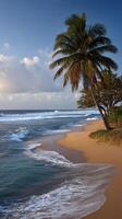 Beautiful tropical beach with palm trees and gentle waves at sunset photo