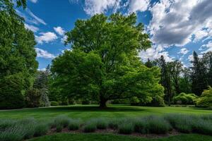 Majestic green tree in a lush garden under a blue sky with clouds photo